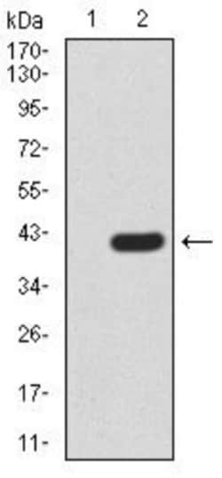 Notch-3 Antibody (3E2D9) - BSA Free, Novus Biologicals 0.025 mg; Unlabeled:Antibodies,
